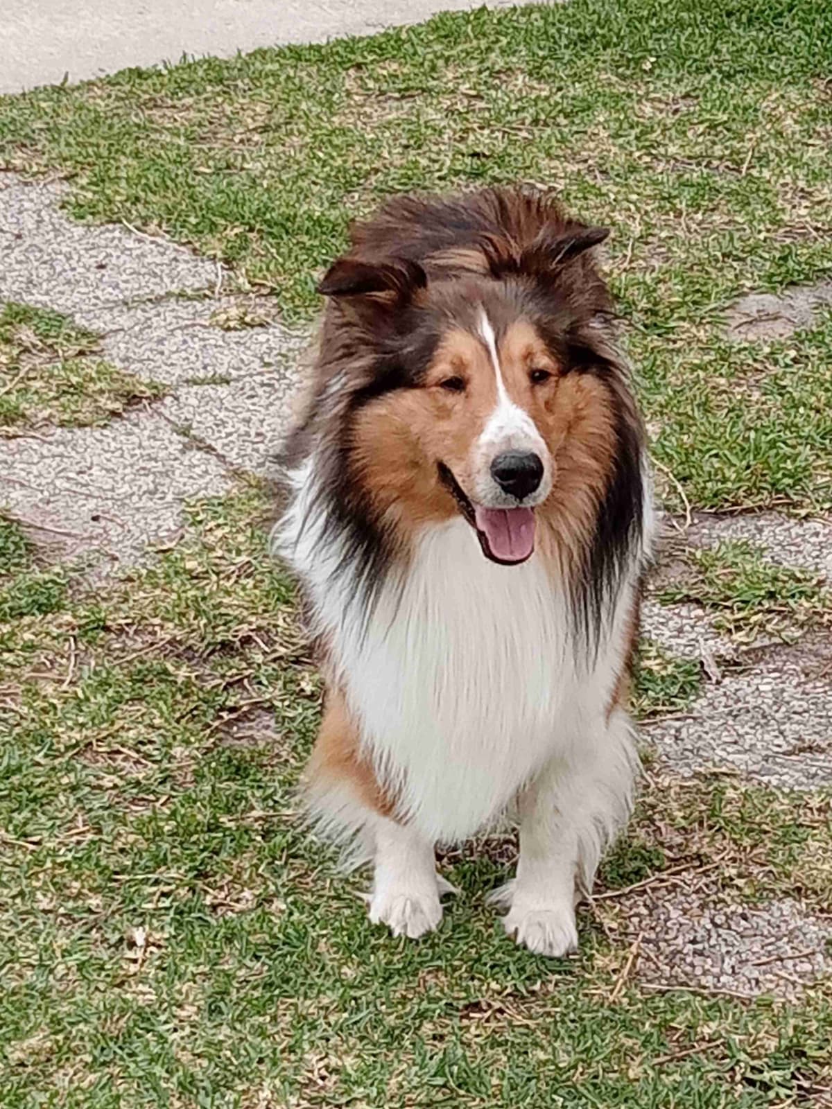 Shelties of Kimble's Bee Farm breeder image 2