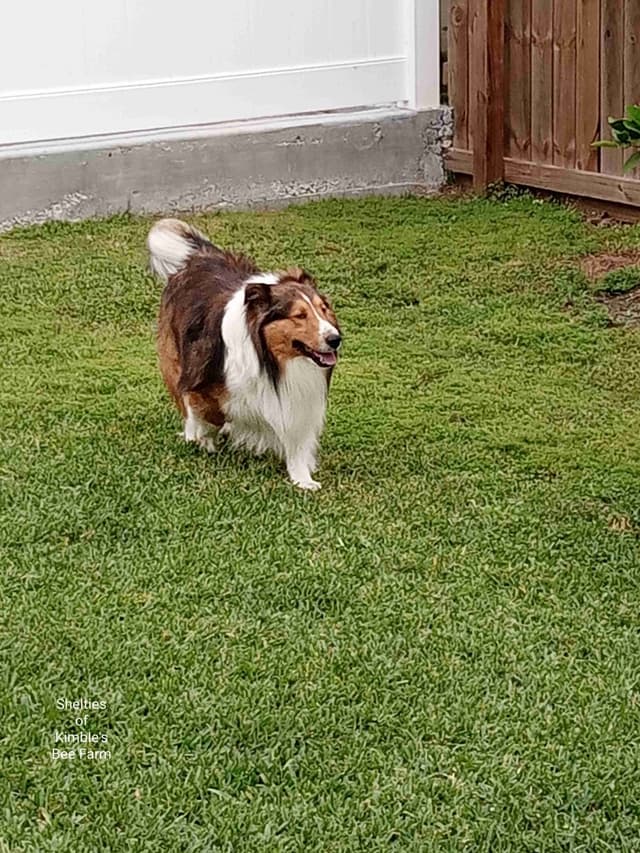 Shelties of Kimble's Bee Farm media 2