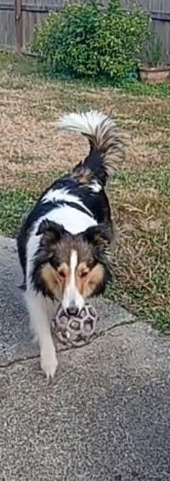 Shelties of Kimble's Bee Farm media 3