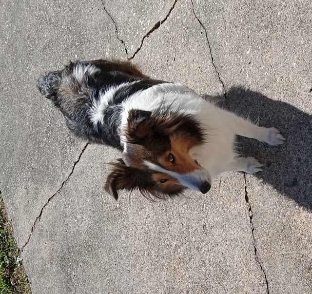 Shelties of Kimble's Bee Farm media 4