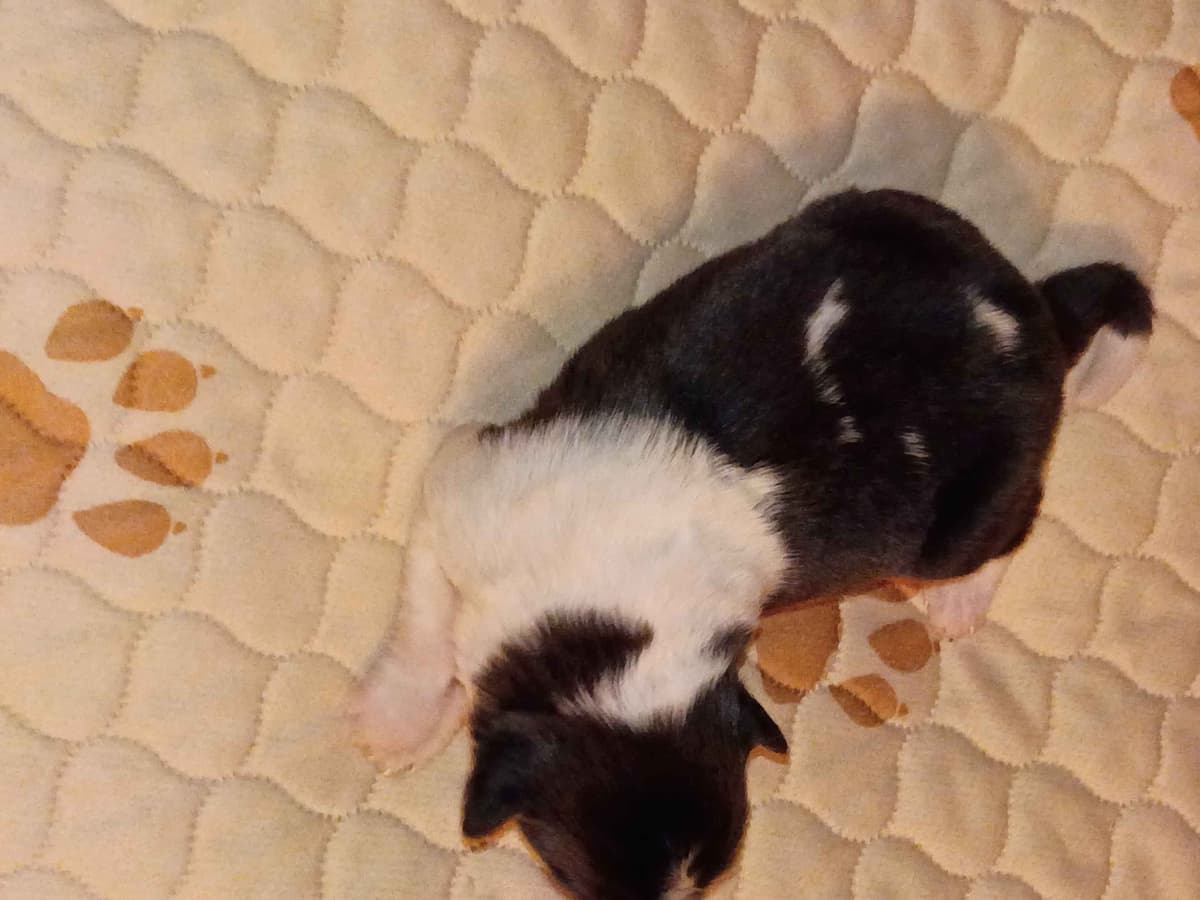 Shelties of Kimble's Bee Farm breeder image 3