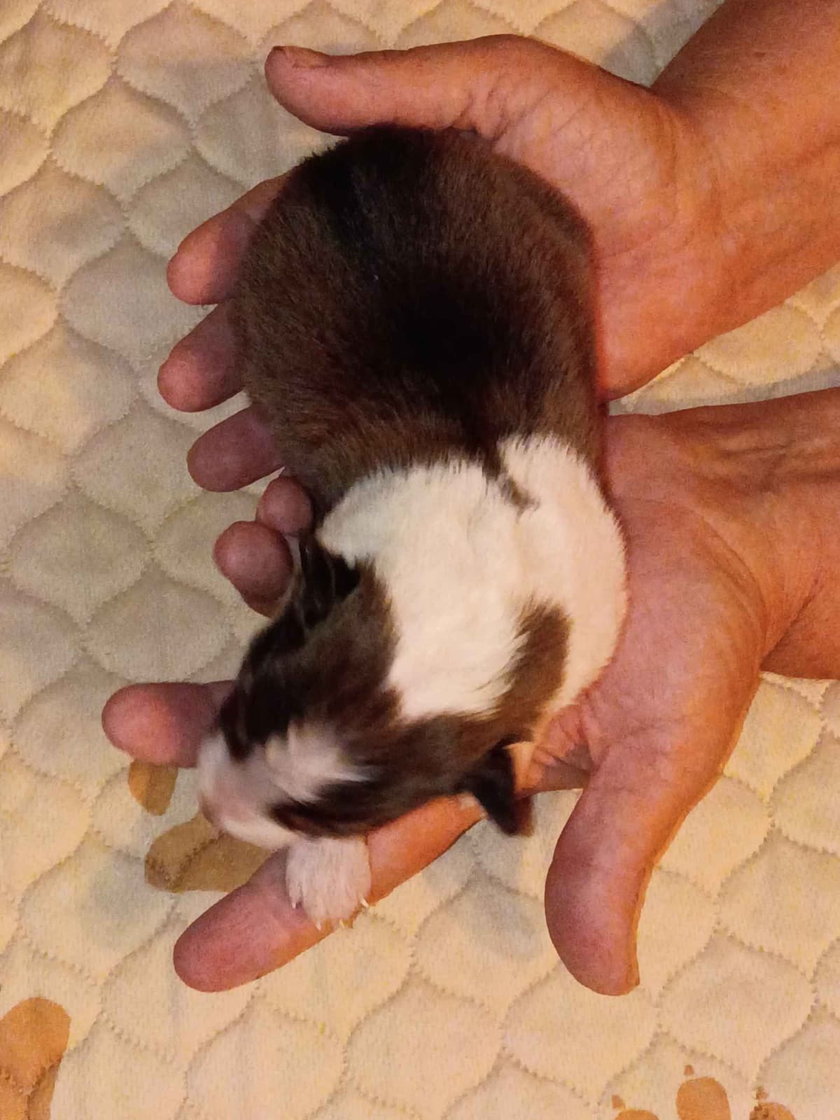 Shelties of Kimble's Bee Farm breeder image 6