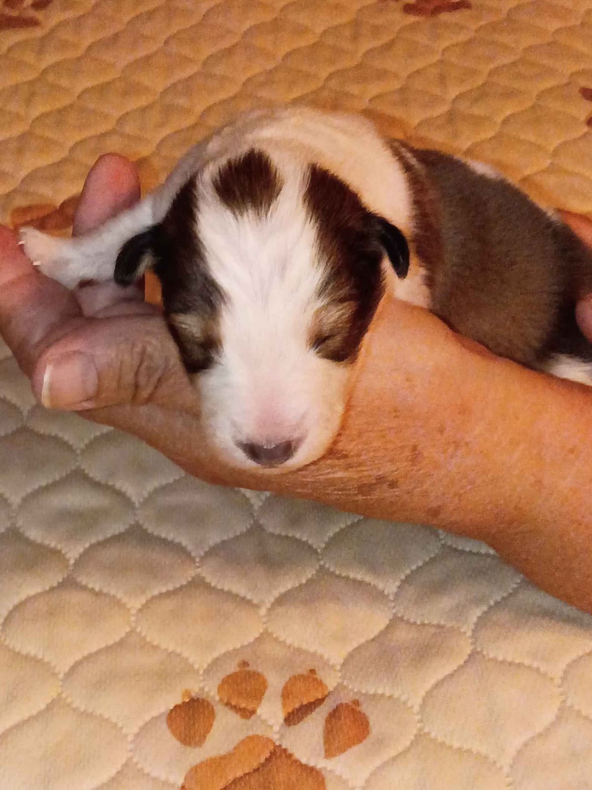 Shelties of Kimble's Bee Farm breeder image 9
