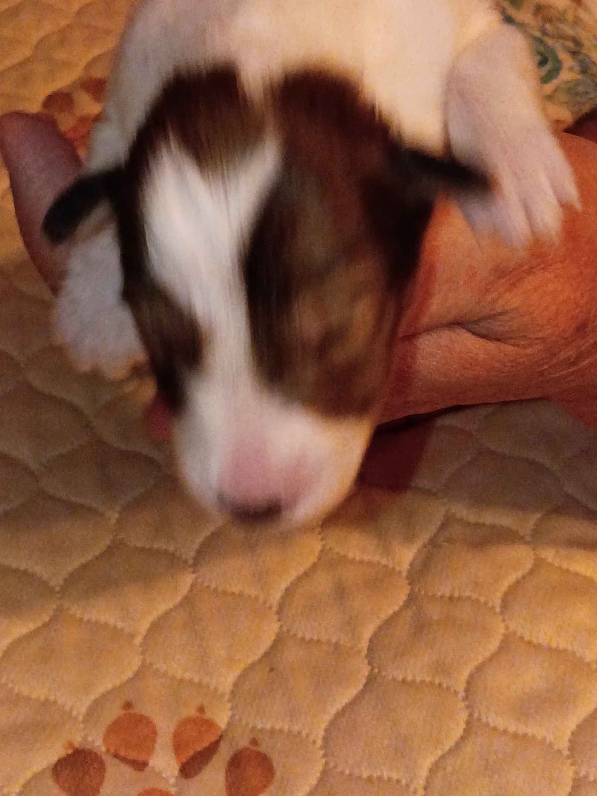 Shelties of Kimble's Bee Farm breeder image 11