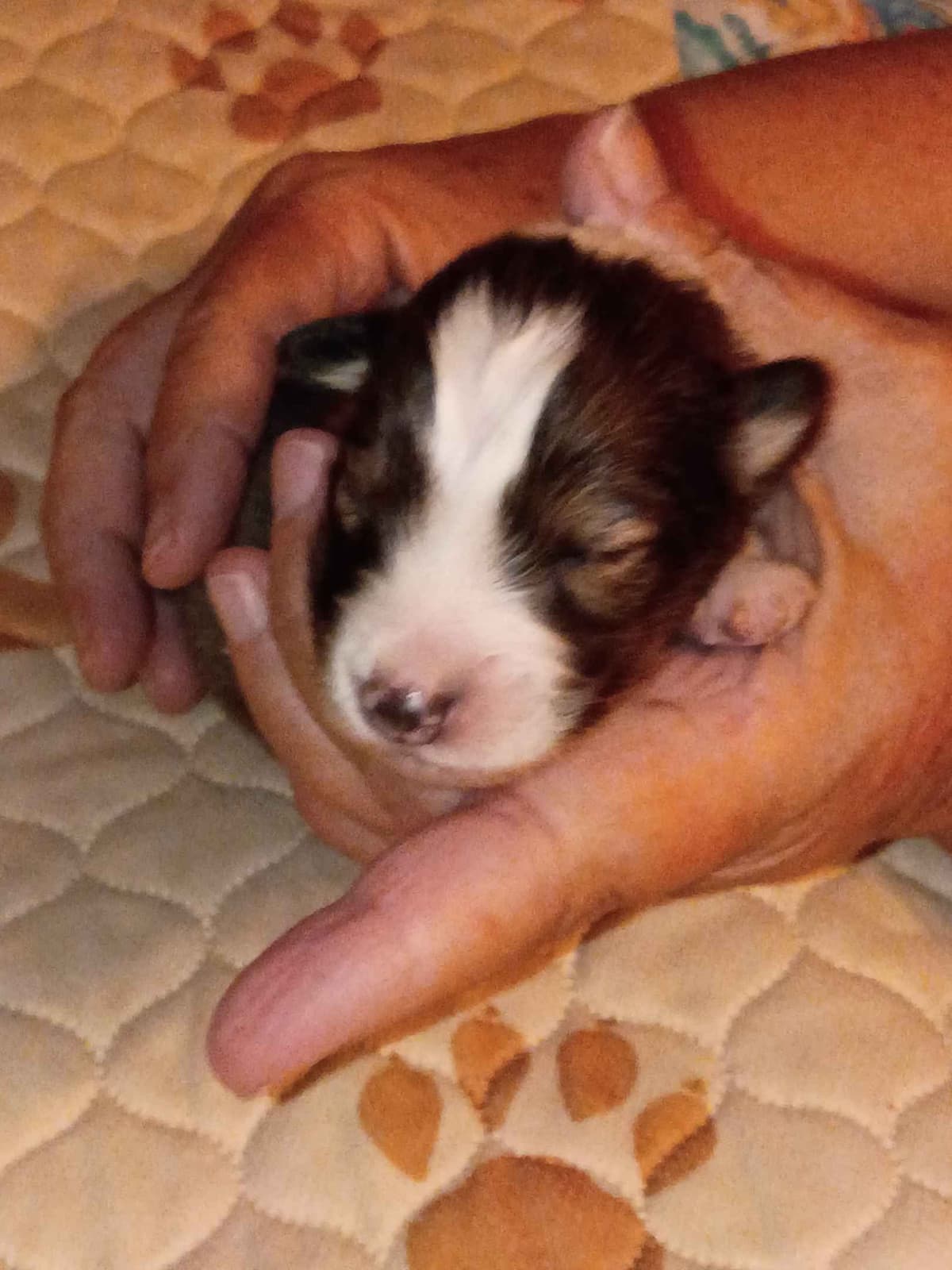 Shelties of Kimble's Bee Farm breeder image 13