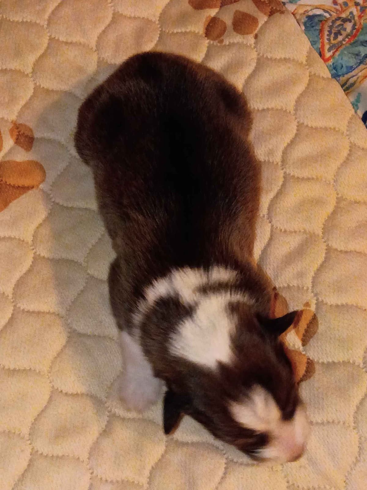 Shelties of Kimble's Bee Farm breeder image 14