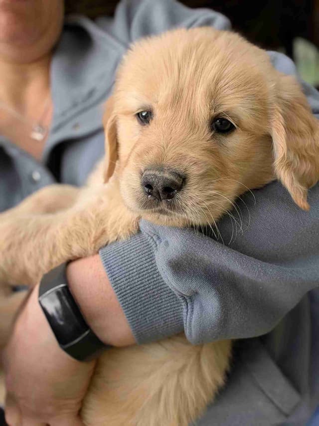 Golden Retriever Puppies media 4