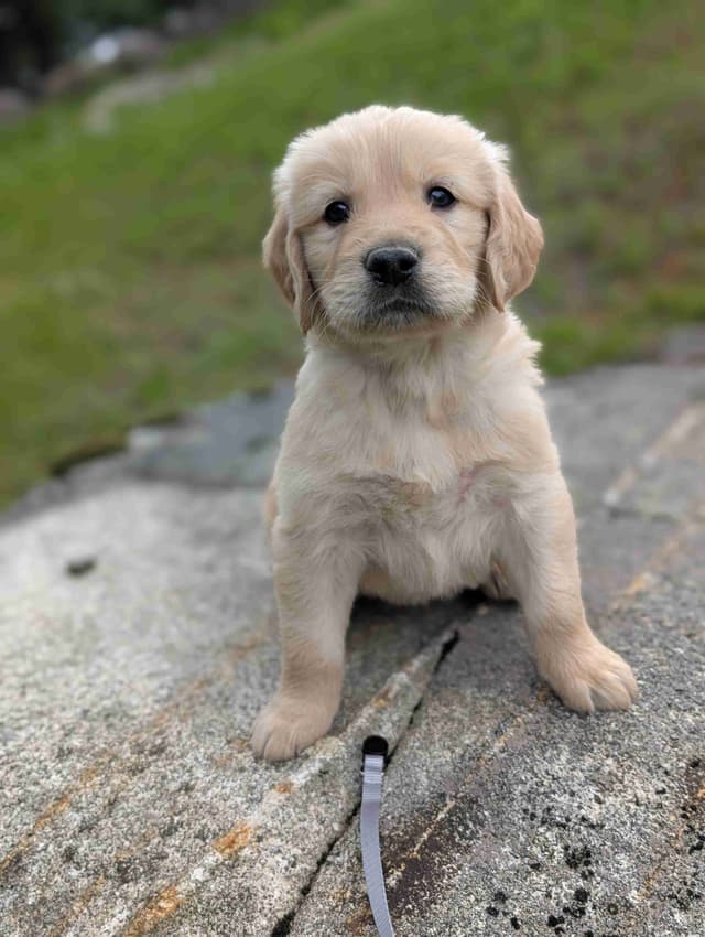 Golden Retriever Puppies media 6