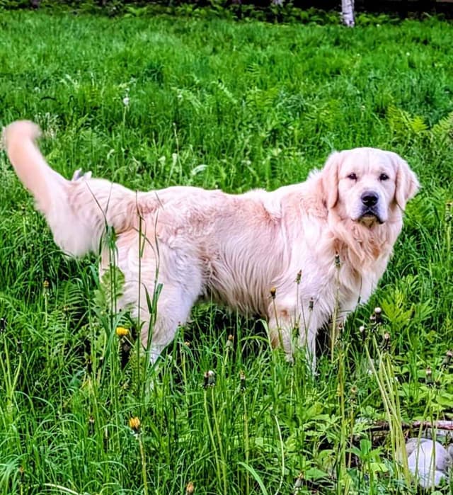 Golden Retriever Puppies media 8