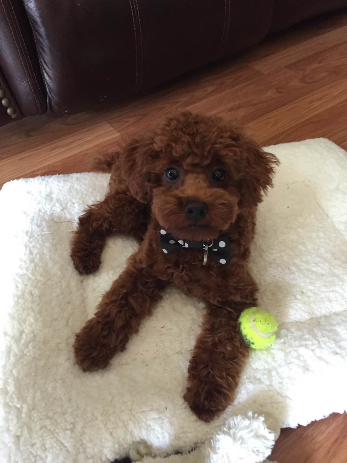Autumn Red Toy Puppies breeder image 1