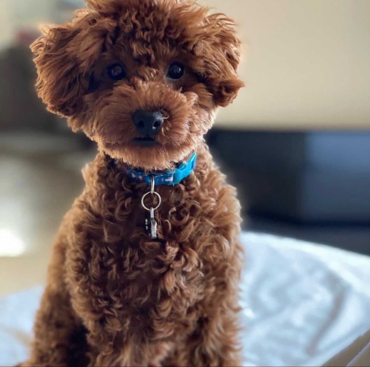 Autumn Red Toy Puppies breeder image 2