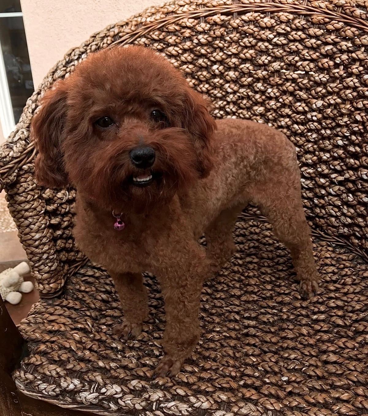 Autumn Red Toy Puppies breeder image 3