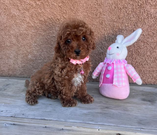 Autumn Red Toy Puppies media 4