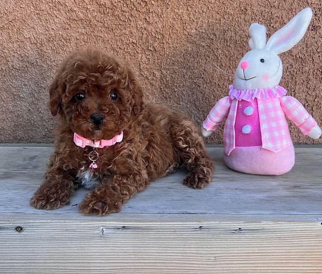 Autumn Red Toy Puppies media 5