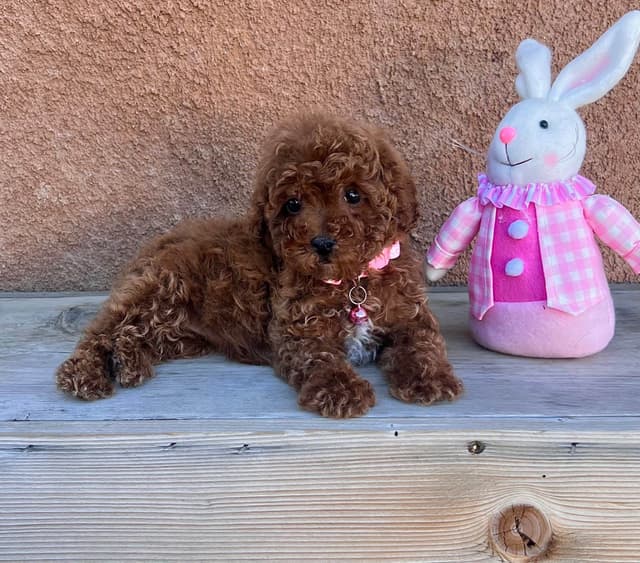 Autumn Red Toy Puppies media 7