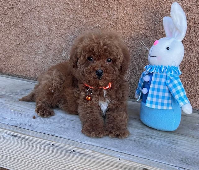 Autumn Red Toy Puppies media 8