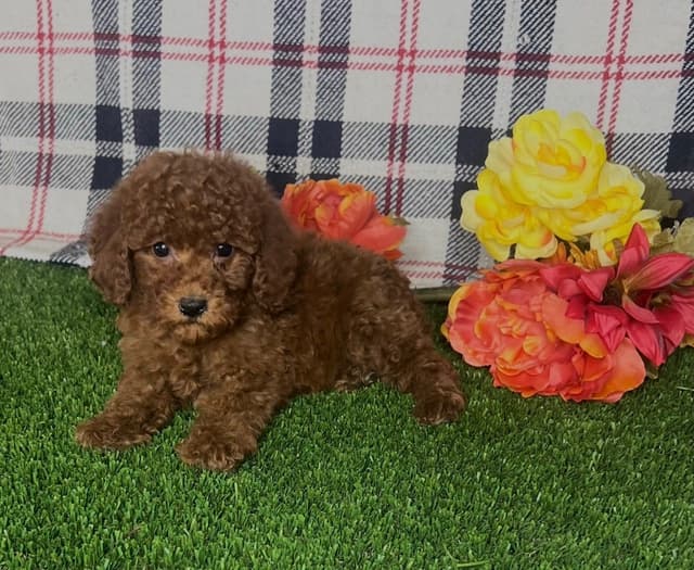 Kehlani Red Toy Liter Puppies media 2