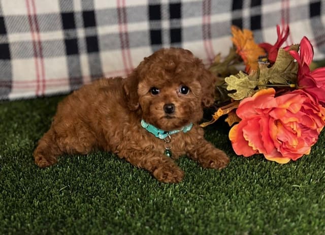 Kehlani Red Toy Liter Puppies media 3