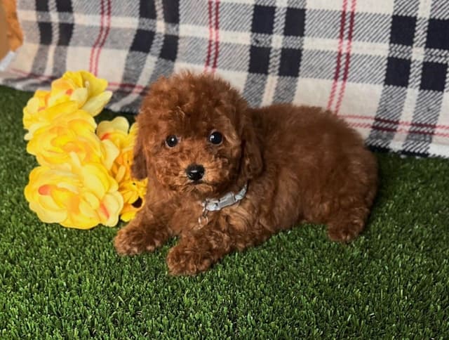 Kehlani Red Toy Liter Puppies media 5