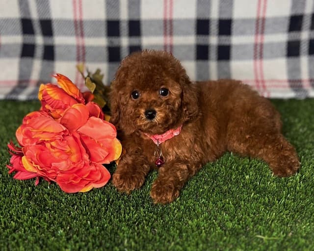 Kehlani Red Toy Liter Puppies media 4