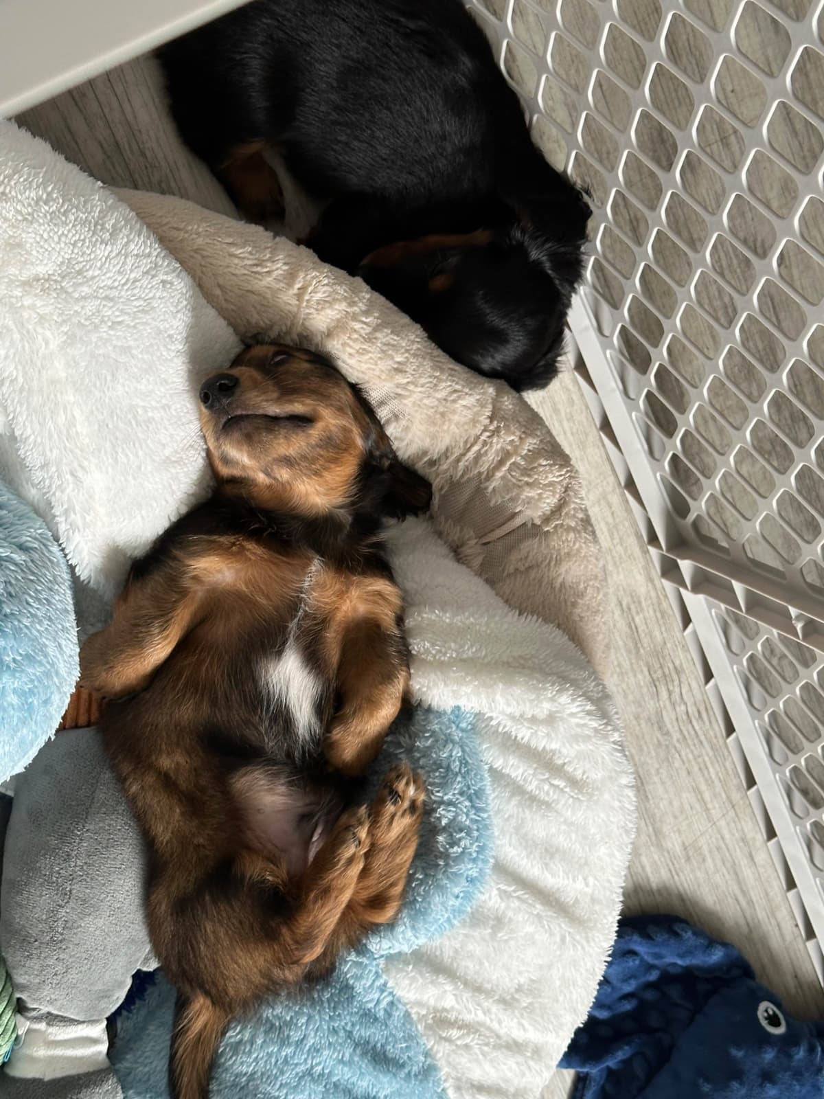 Dachshund Puppies breeder image 4