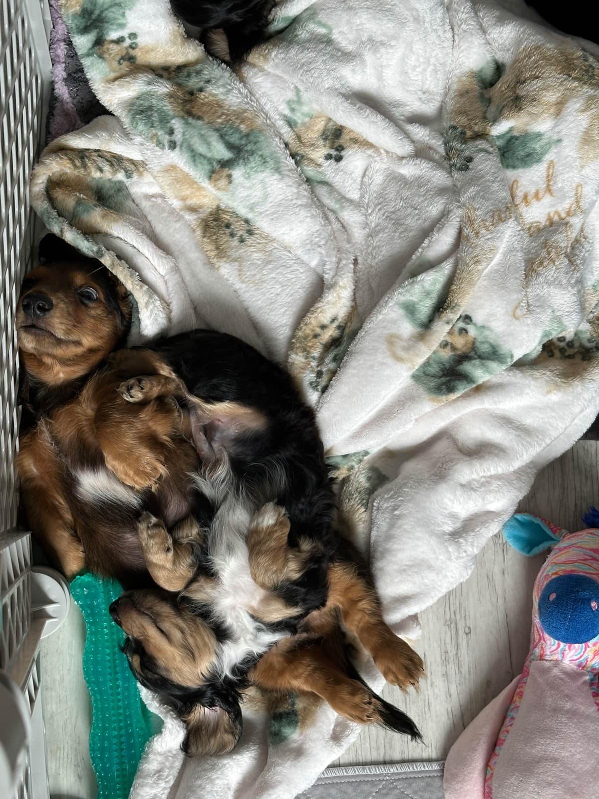 Dachshund Puppies breeder image 2