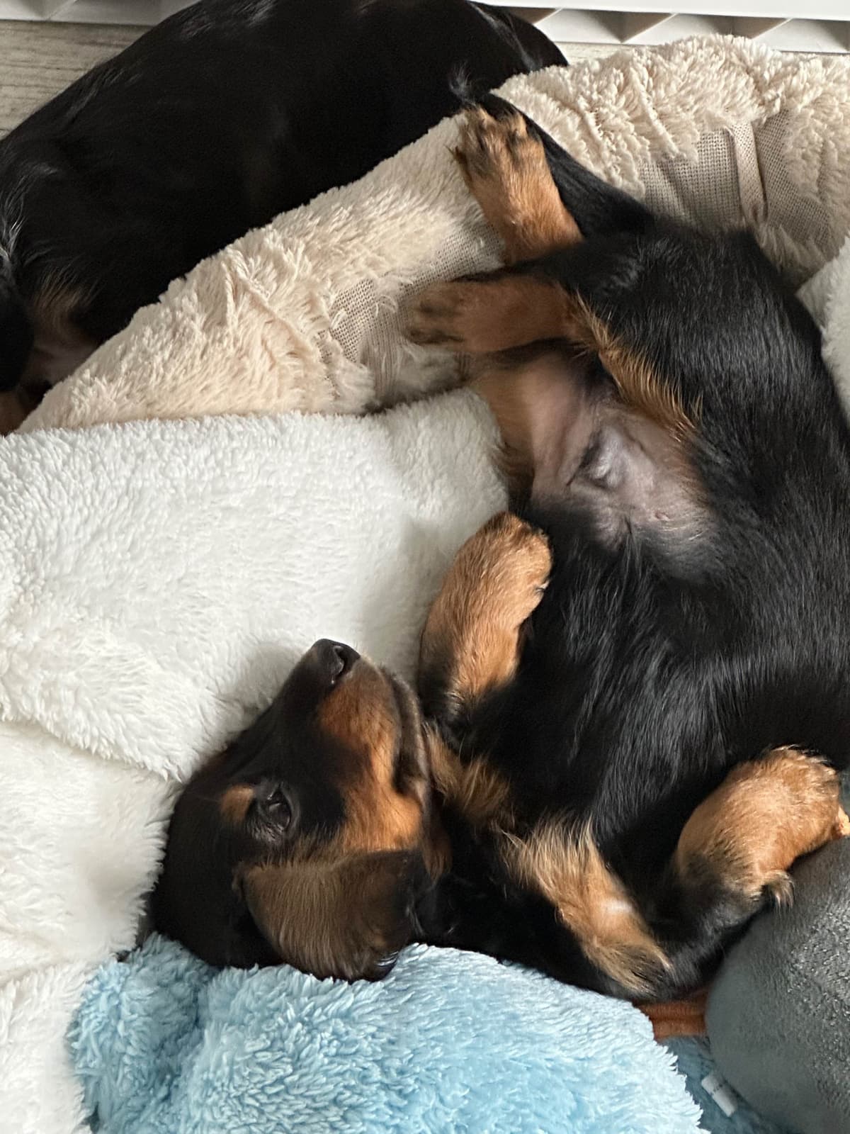 Dachshund Puppies breeder image 1