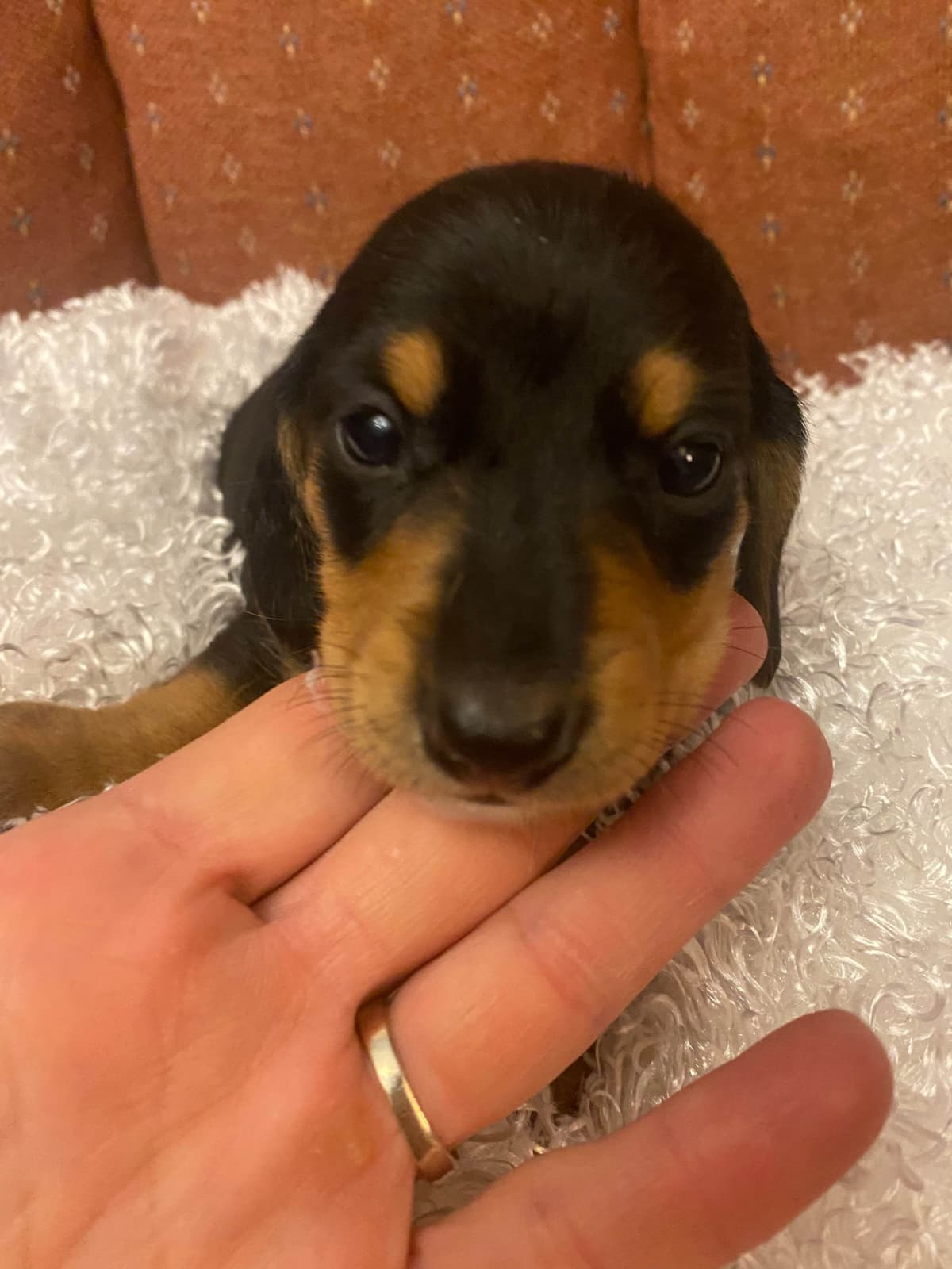 Dachshund Puppies breeder image 1