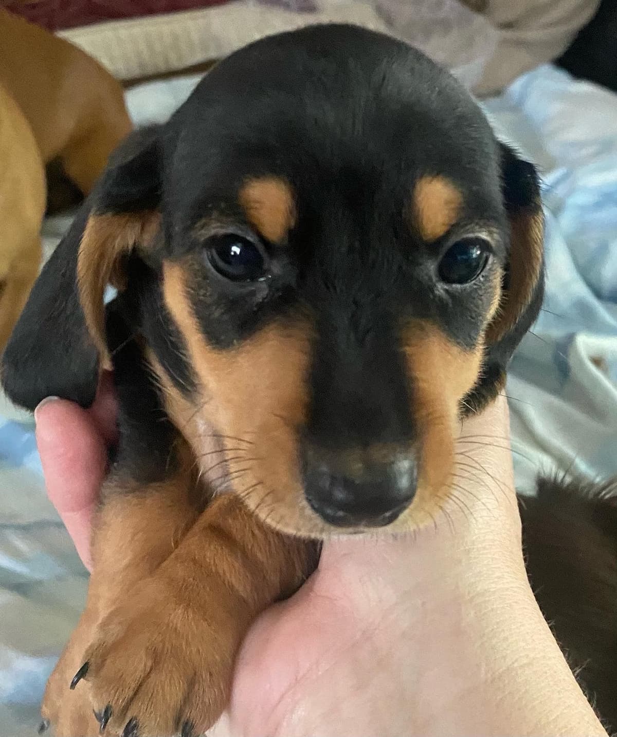 Dachshund Puppies breeder image 3