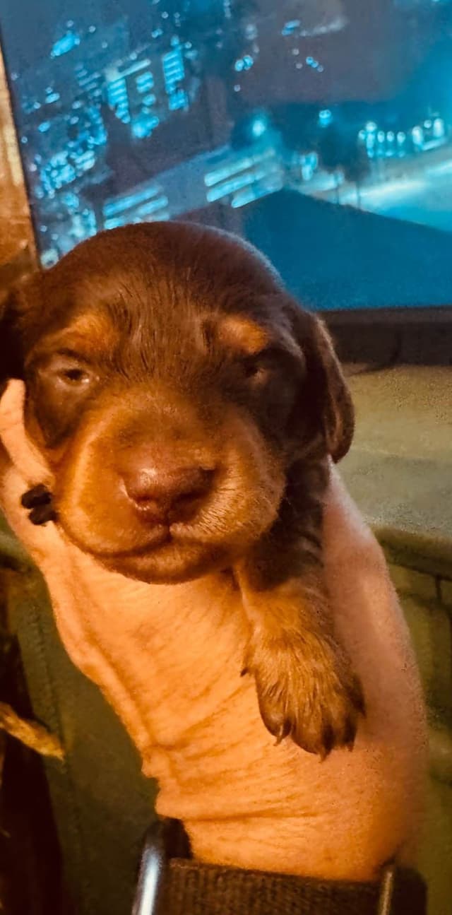 Dachshund Puppies media 3