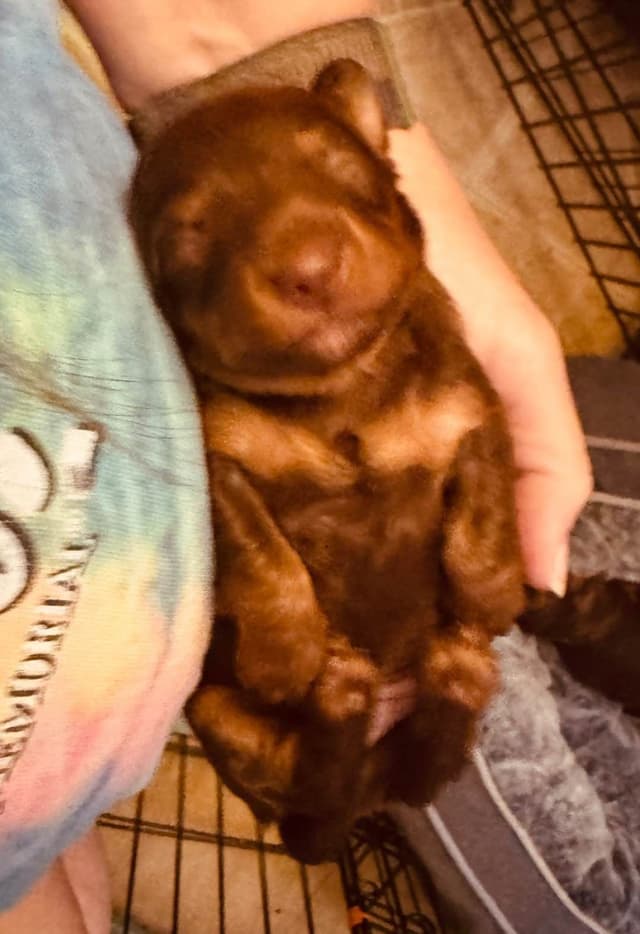 Dachshund Puppies media 4
