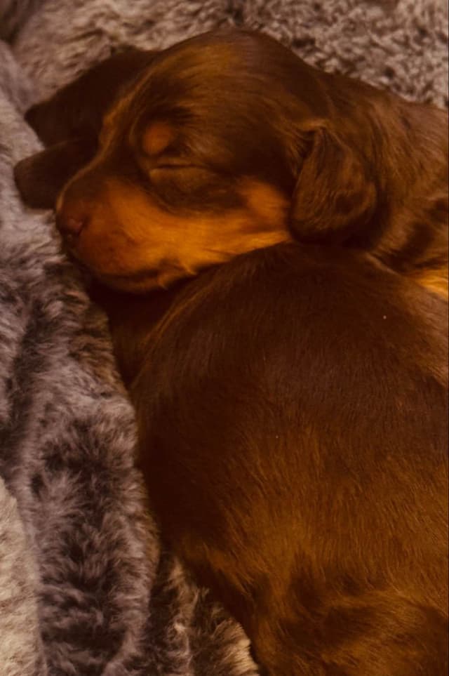 Dachshund Puppies media 5