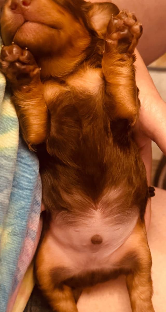 Dachshund Puppies media 6