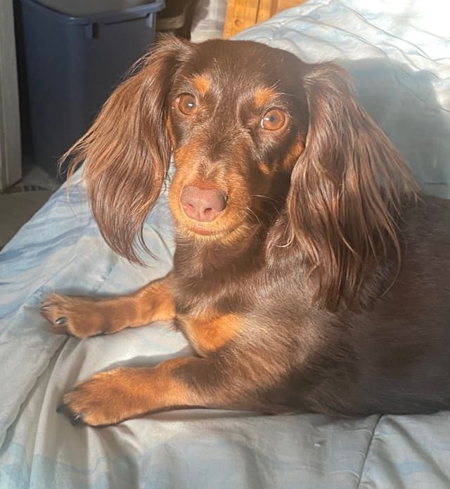 Dachshund Puppies media 7