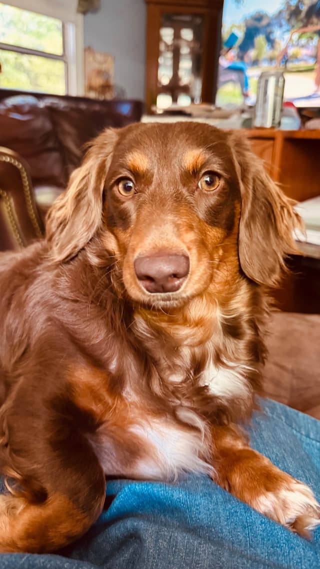Dachshund Puppies media 8