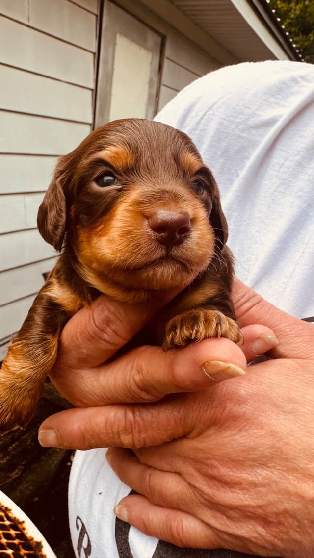 Dachshund Puppies media 9