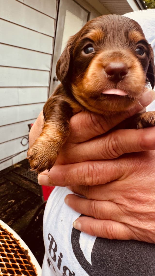 Dachshund Puppies media 10