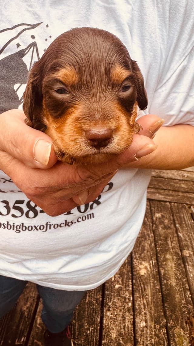 Dachshund Puppies media 12