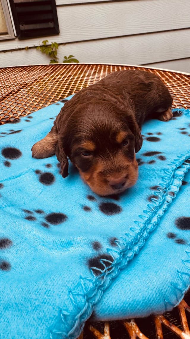 Dachshund Puppies media 13