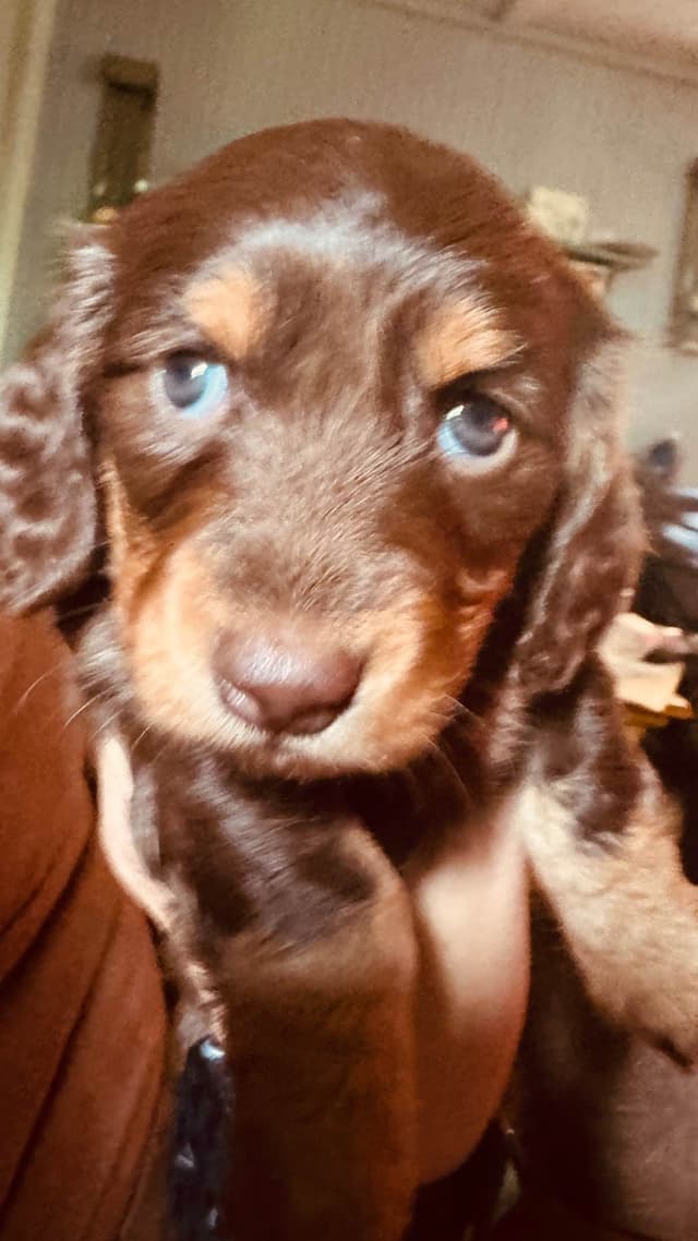 Dachshund Puppies media 14