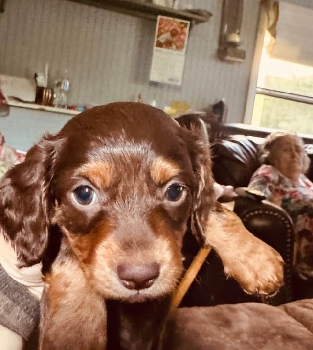 Dachshund Puppies media 15