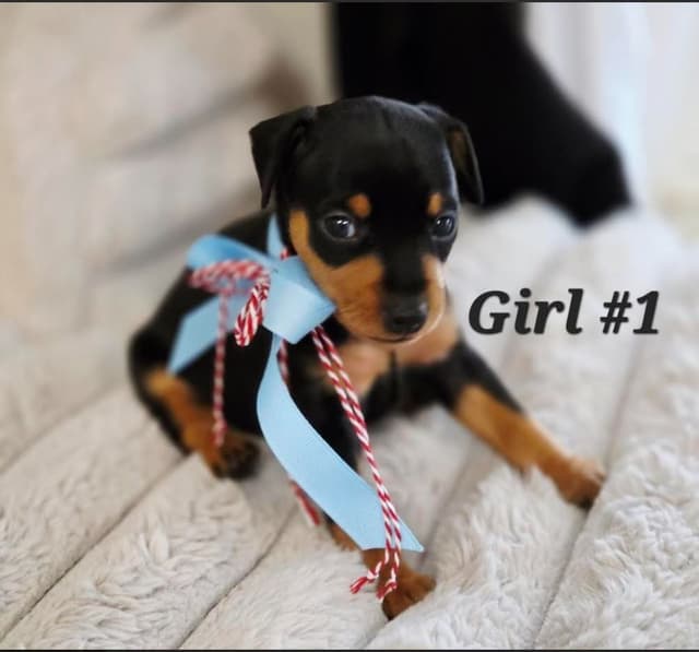 Miniature Pinscher Puppies media 2
