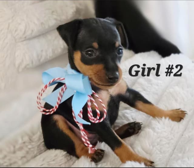 Miniature Pinscher Puppies media 3