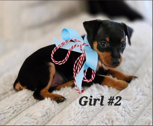 Miniature Pinscher Puppies media 4