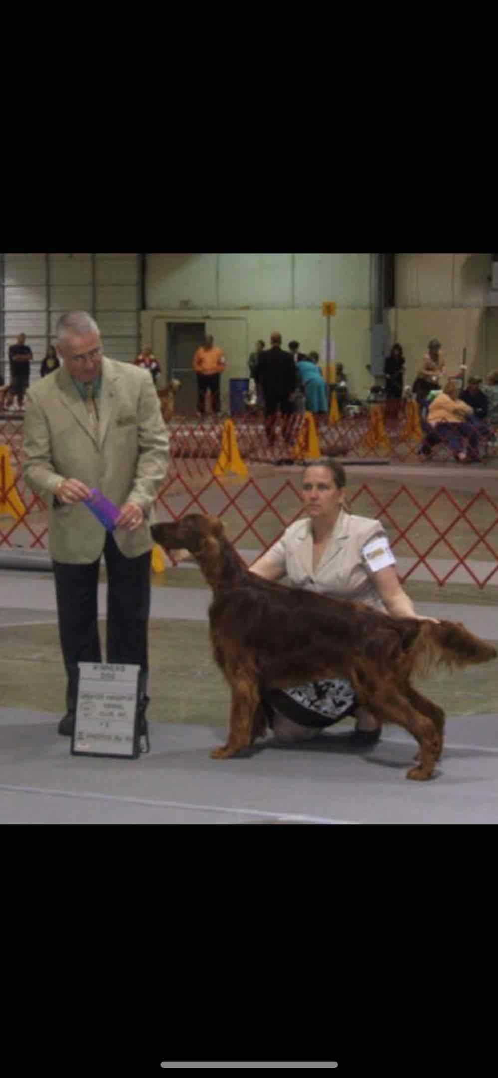 Irish Setter Puppies breeder image 2