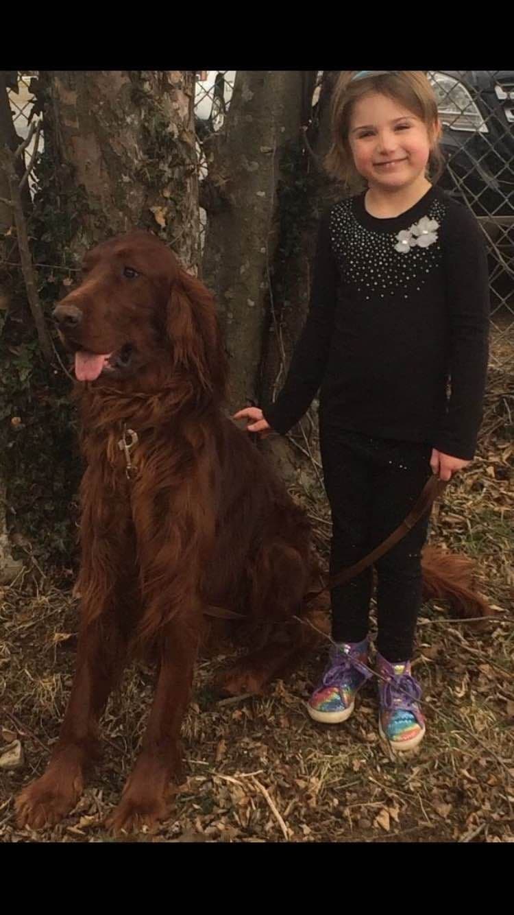 Irish Setter Puppies breeder image 1