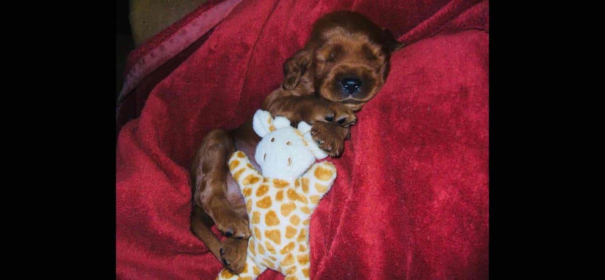 Irish Setter Puppies breeder image 4
