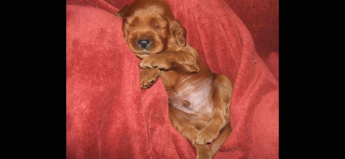 Irish Setter Puppies breeder image 3