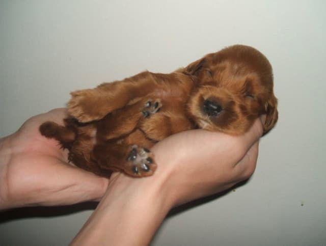 Irish Setter Puppies media 2