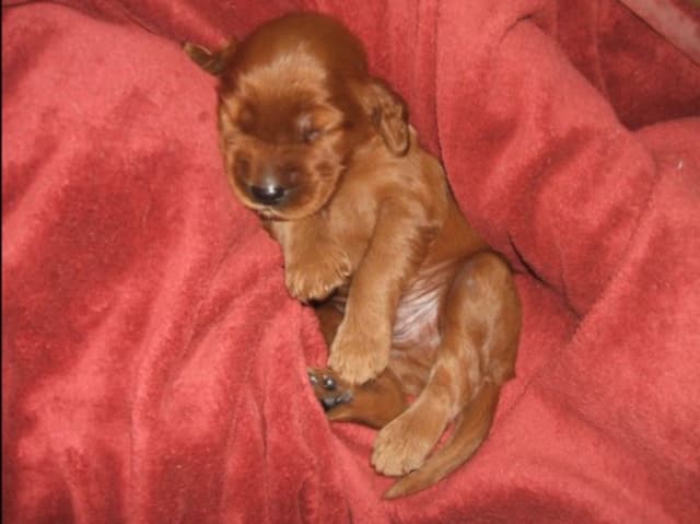Irish Setter Puppies media 5
